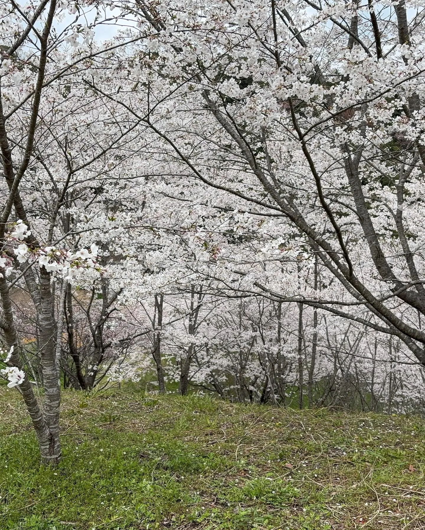 【宇和島市リフォーム】 愛媛リフォームの本が3月31日に発刊...